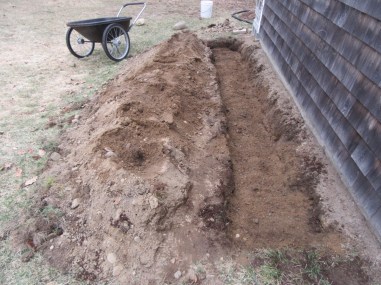 Asparagus Crowns buried