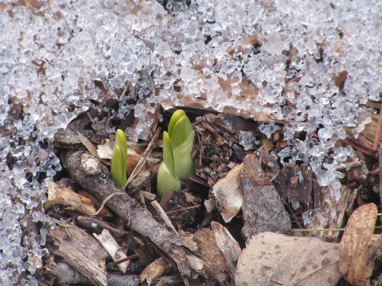Daffodil shoots
