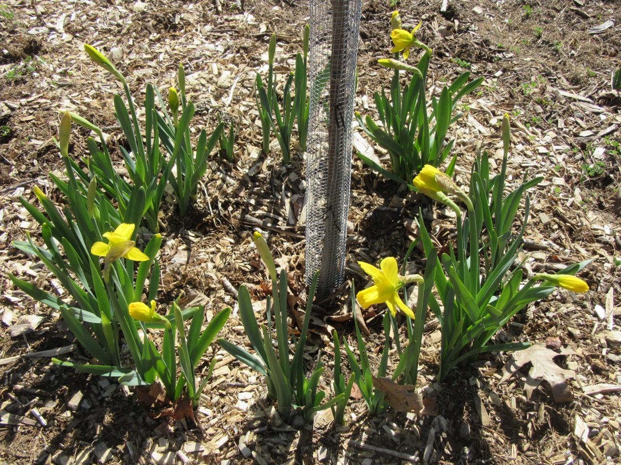 Daffodils Opening