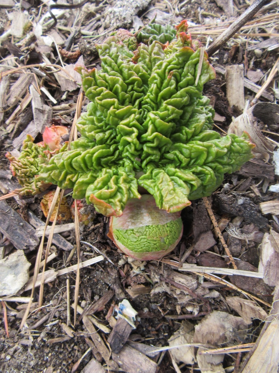 Rhubarb opening