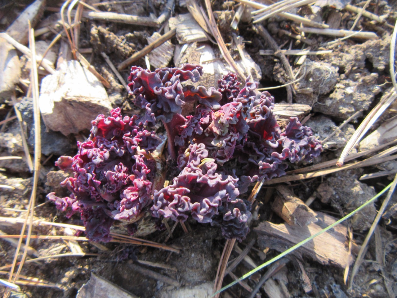 Sea Kale emerging