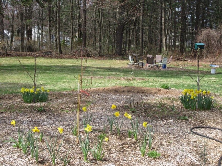 Daffodils in orchard