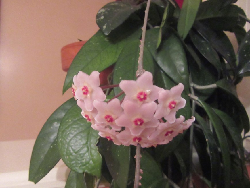 Hoya Plant bloom