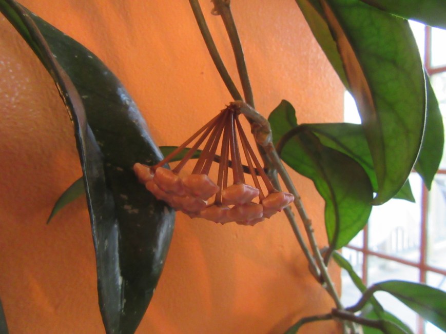 Hoya Plant pre-blossoms