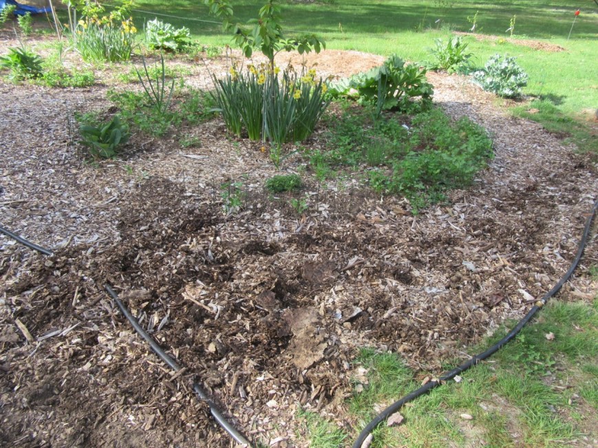 Nocturnal digger back