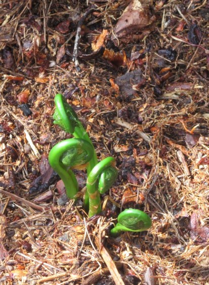 Ostrich Fern Fiddleheads – Version 2