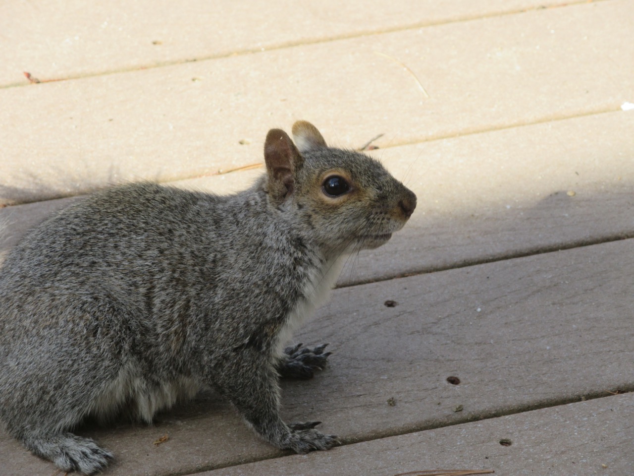 Squirrel on deck