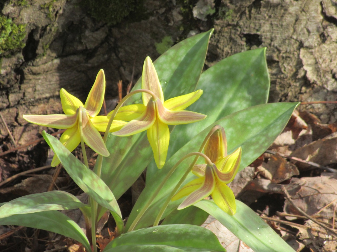 Trout Lilies