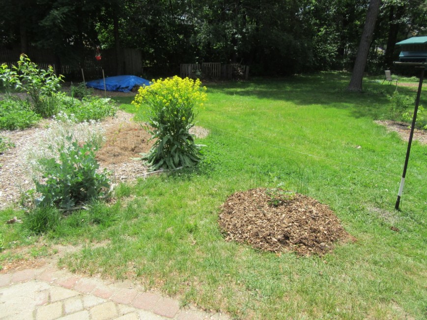 Licorice sea kale rocket