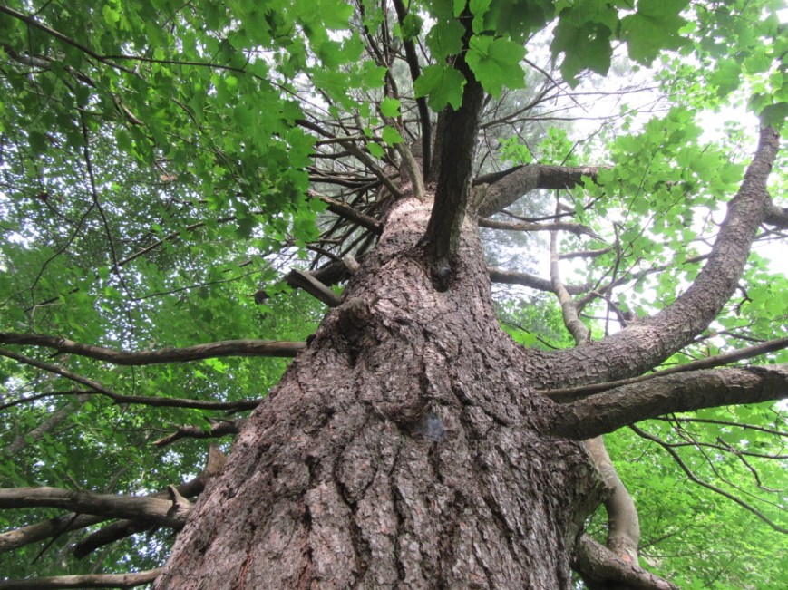 White Pine in summer