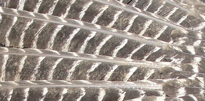 Bird Wing closeup
