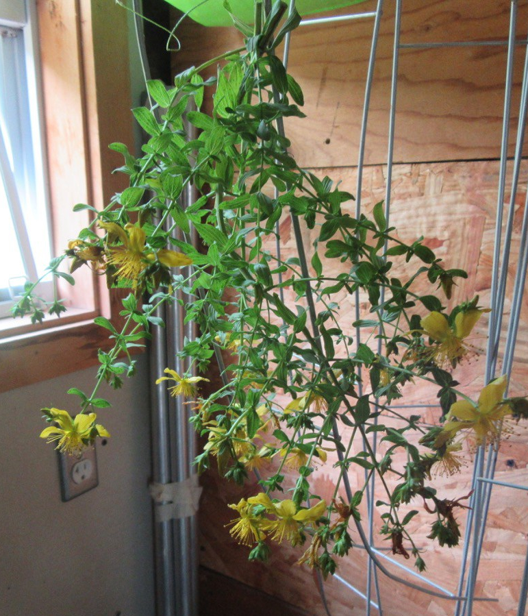 St. John's Wort drying
