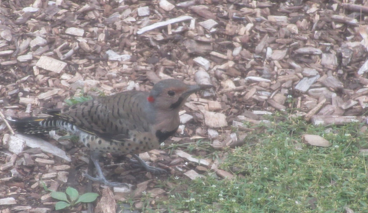 Northern Flicker