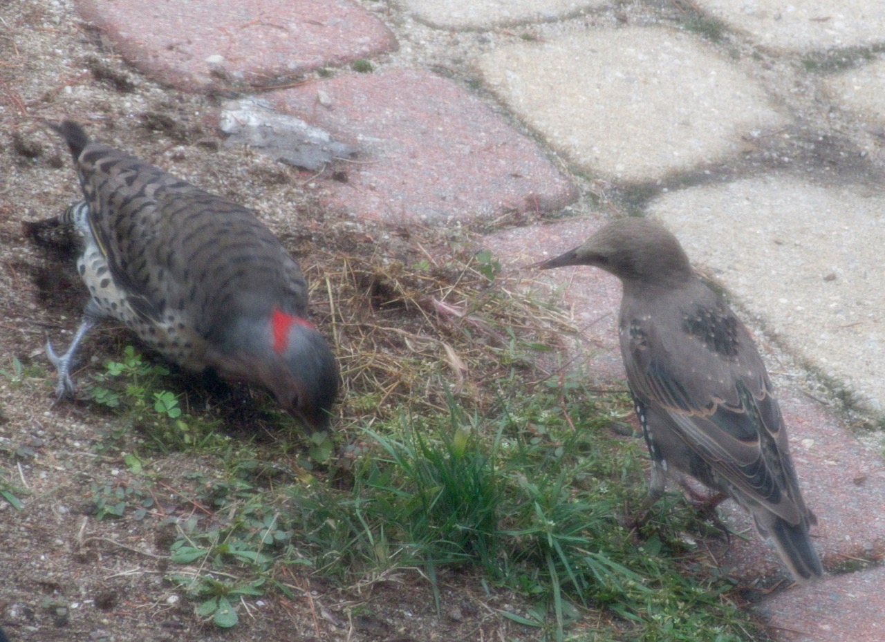Northern Flickers