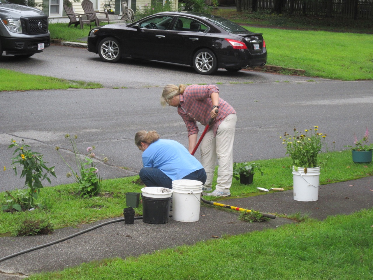 Planting the roadside strip