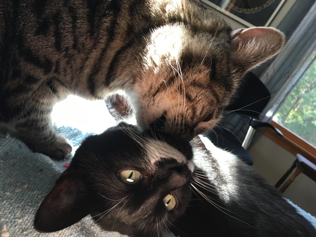 Sassy and Billy bath