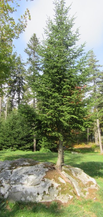 Spruce in Rock sunny – Version 2