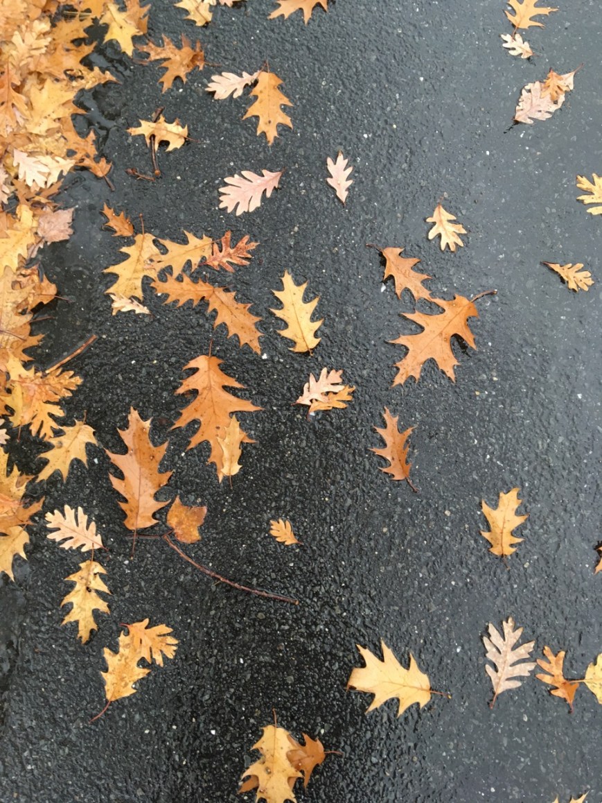 White Oak and Red Oak Leaves