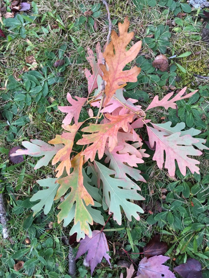 White oak leaf rainbow