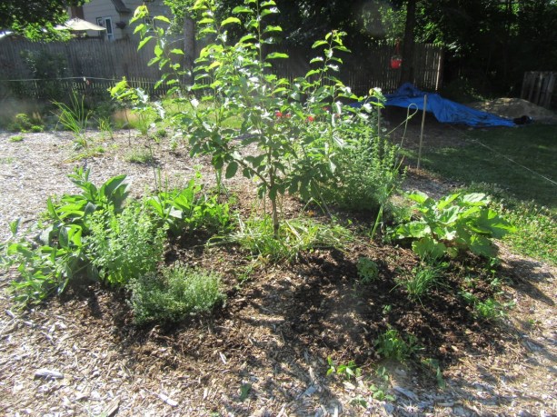 Cherry Tree and companion July