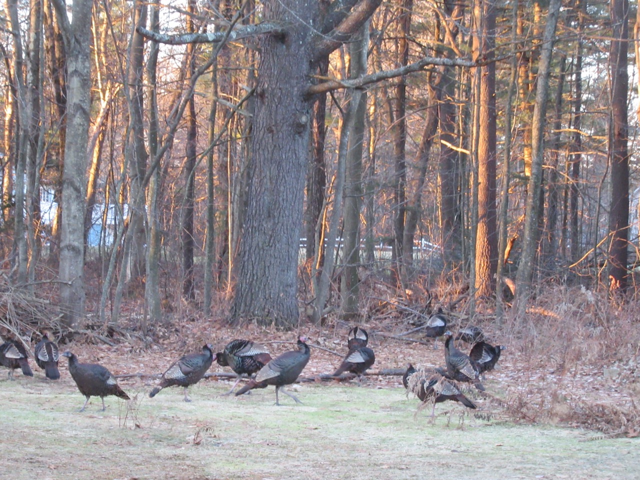 Turkey clan