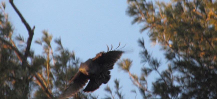 Turkey in flight