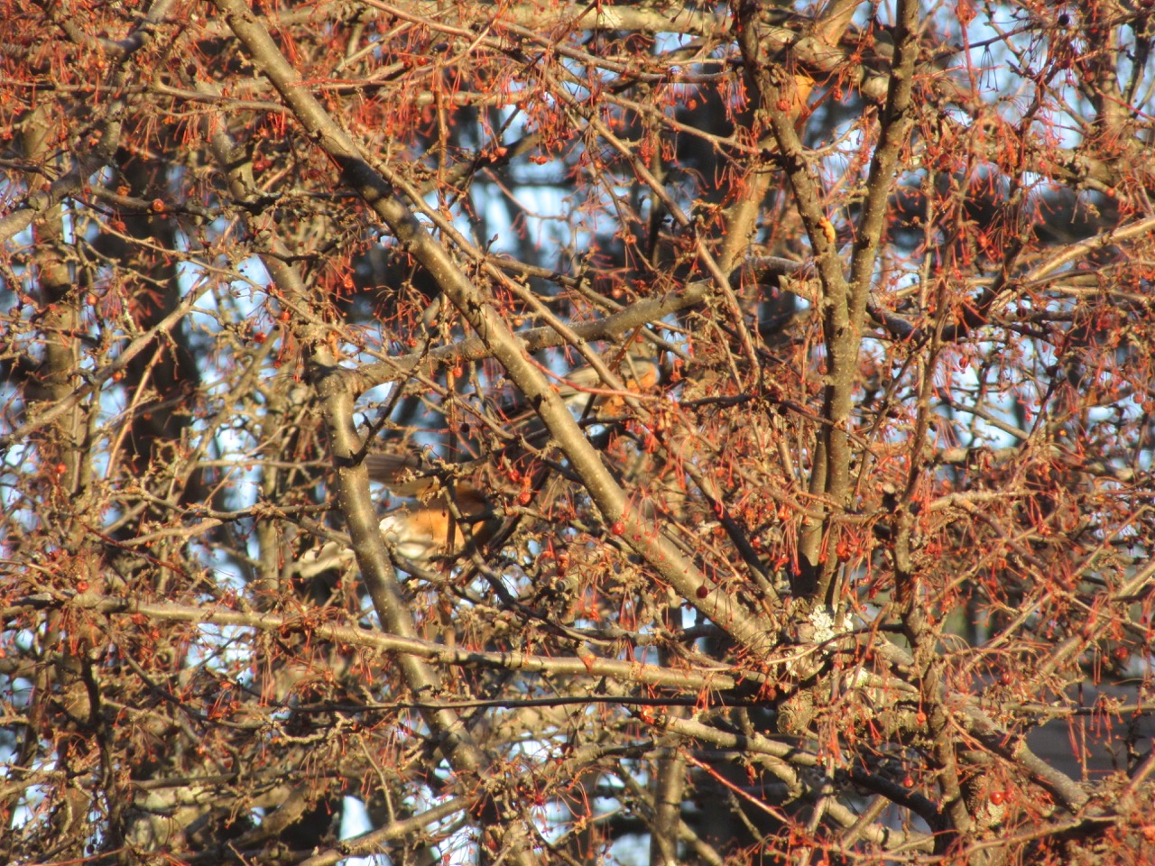 Robins in berry tree