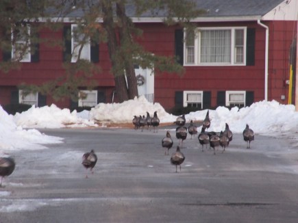 Gang of turkeys