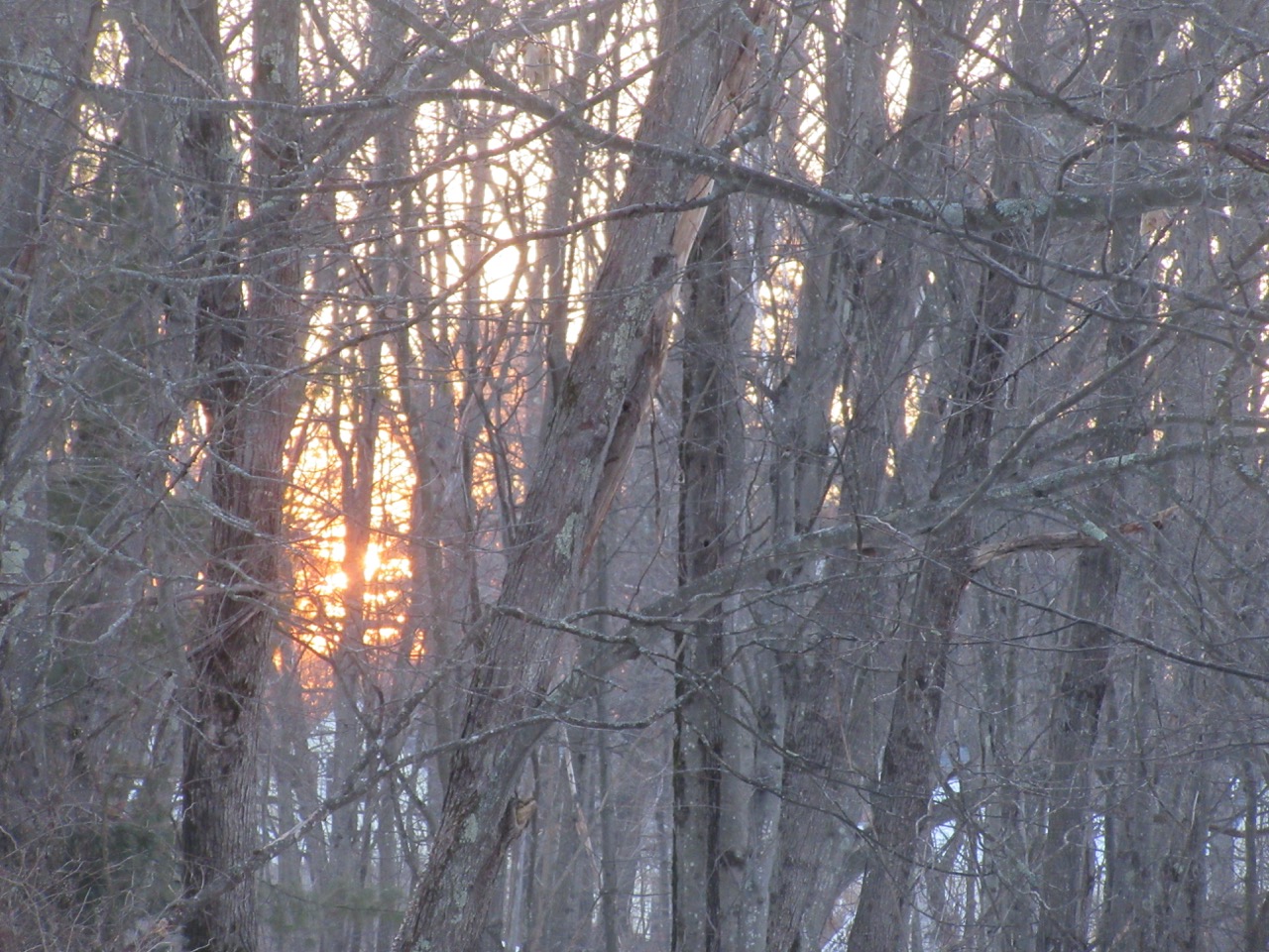 Sunrise in trees