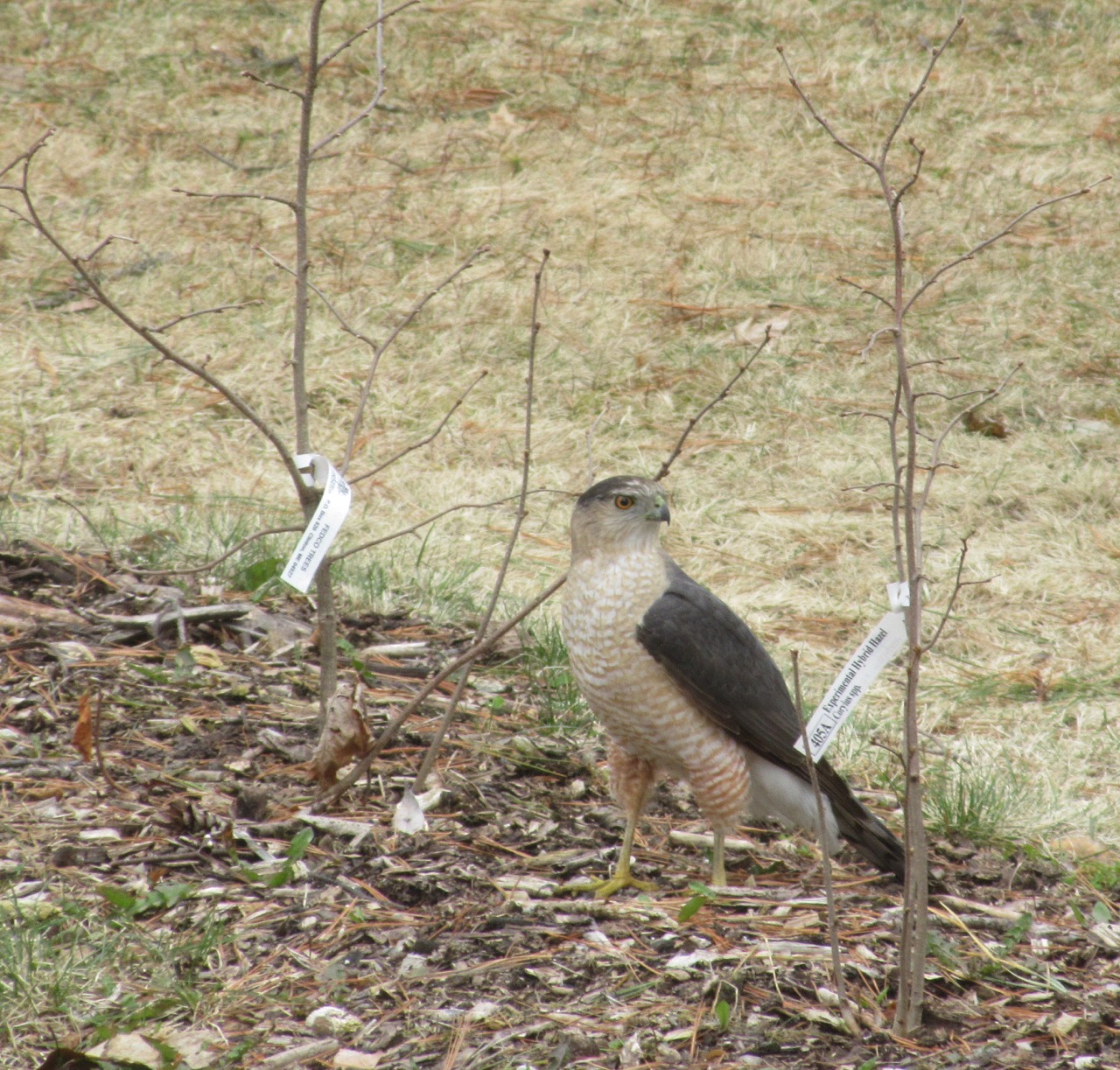 Coopers Hawk in hedge