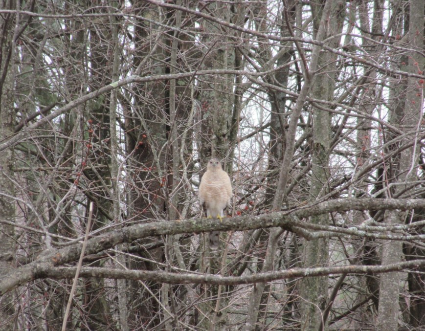 Coopers Hawk in Tree