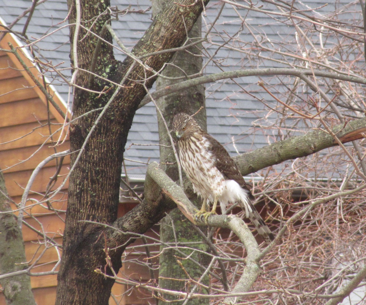 Coopers Hawk Juvenile