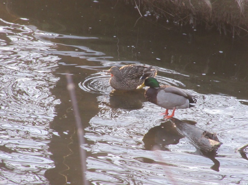 Ducks in Spring