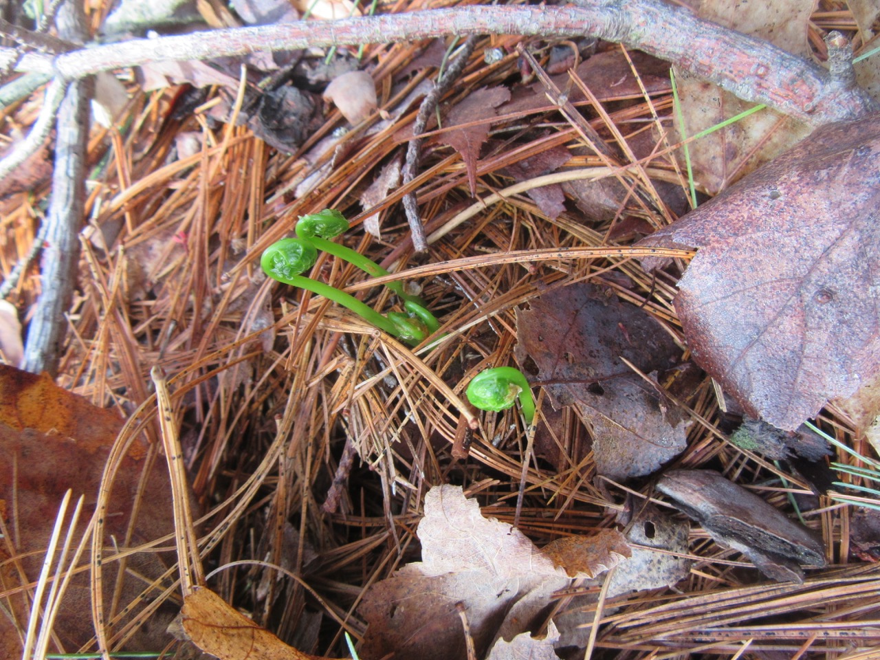 Fiddleheads coming back!