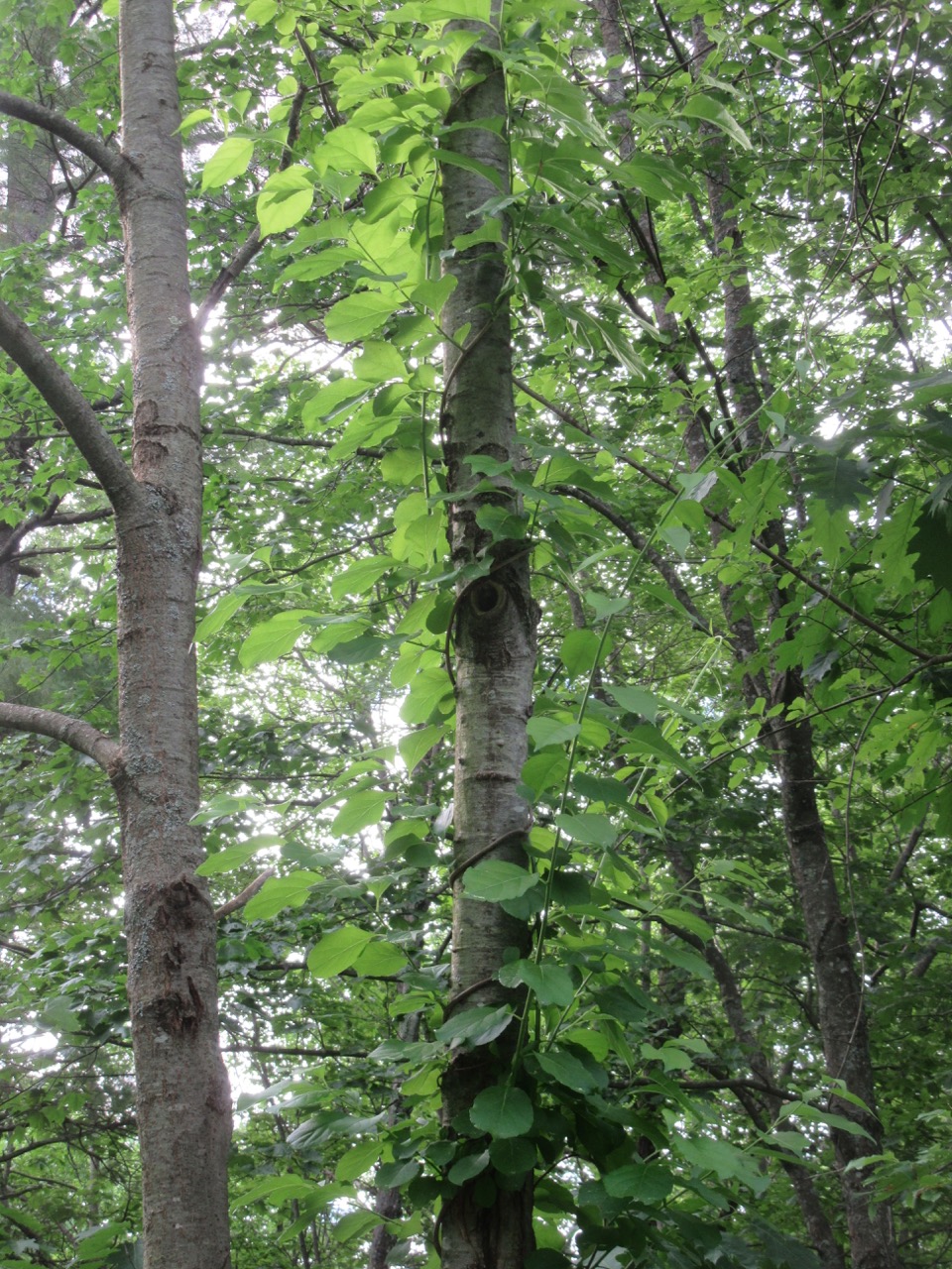 Bittersweet around a tree trunk
