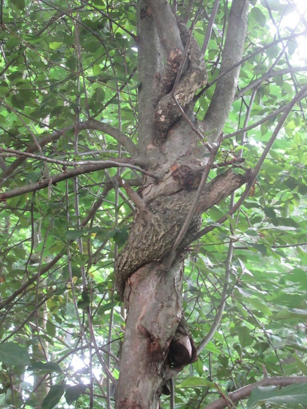 Bittersweet embedded in tree trunk