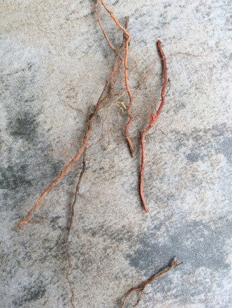 Bittersweet roots (tiny ones)