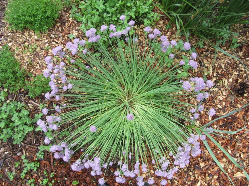 Chives after rain