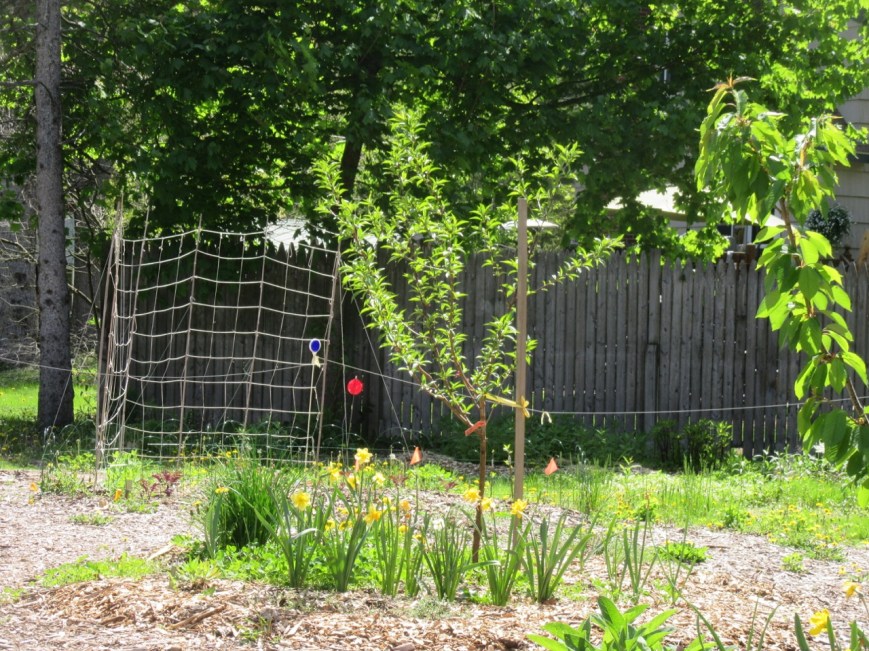 Peach tree before pruning