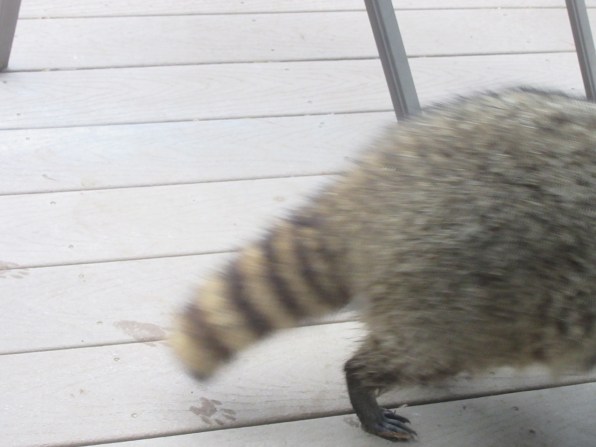 Raccoon tail