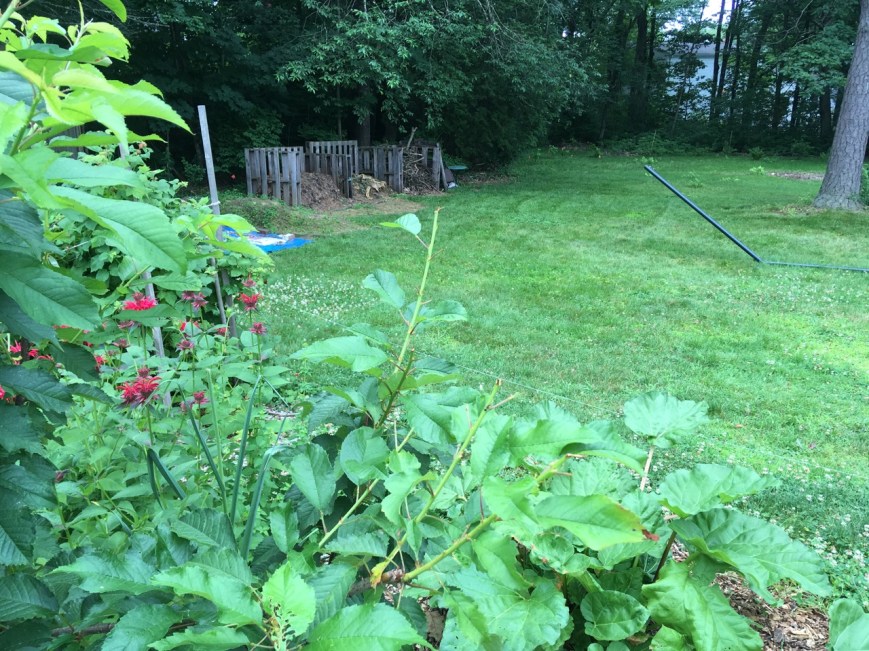 Cherry branches bitten off