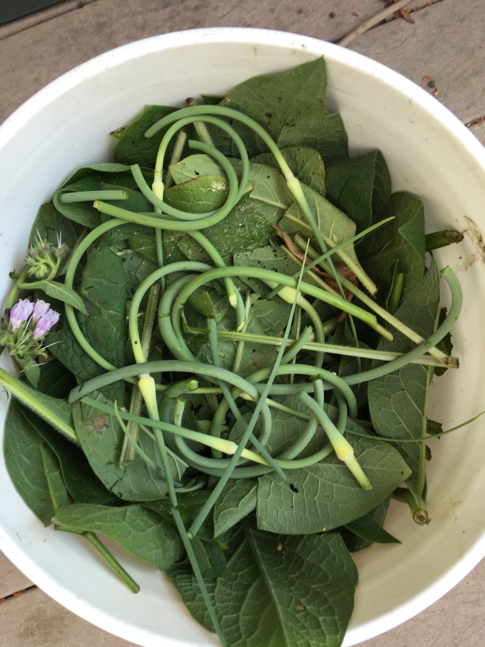 Comfrey Nettles Garlic brew