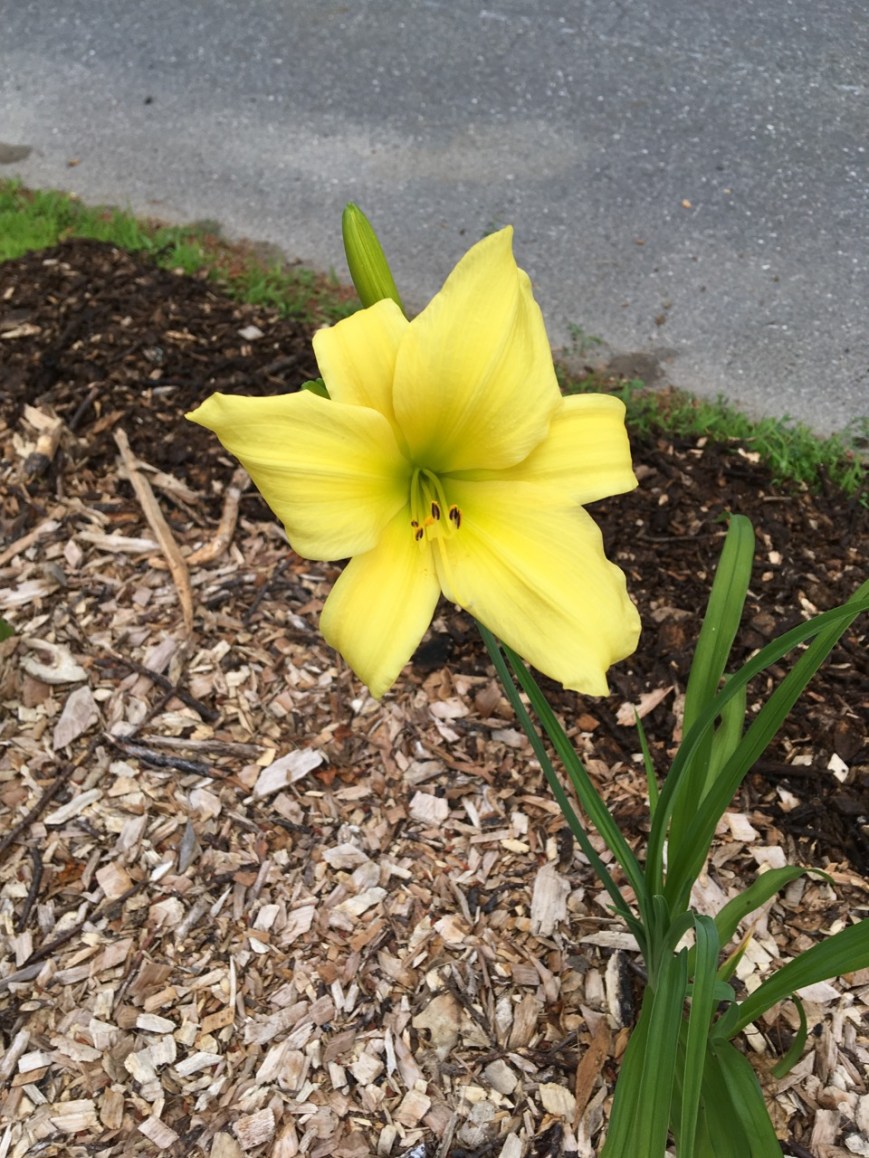 Daylily #1
