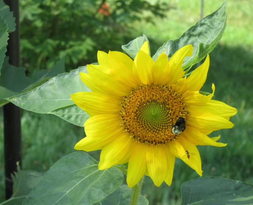 sunflower with bees