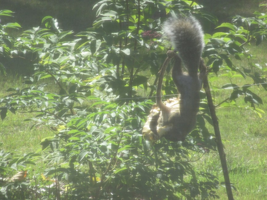 Squirrel on Sunflower