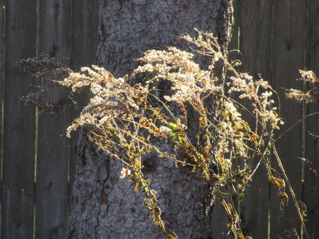 Sunlight on wildseeds
