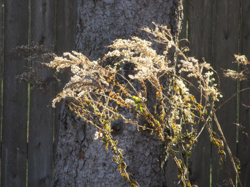 Sunlight on wildseeds