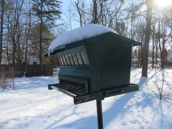 Bird Feeder no birds