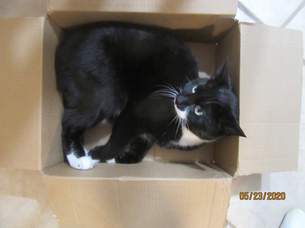 Cat in a box 2