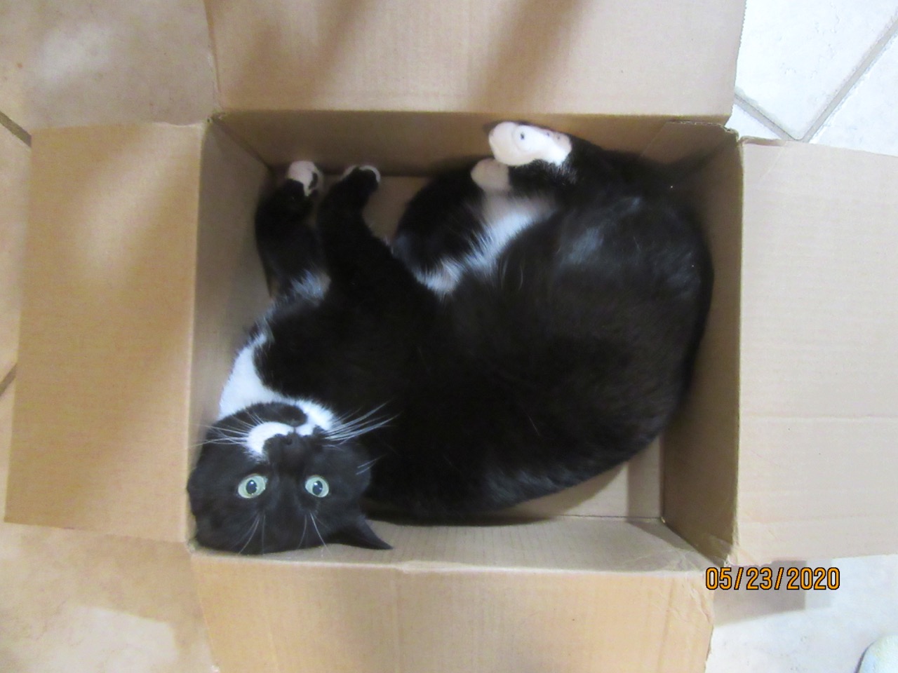Cat in a box 3